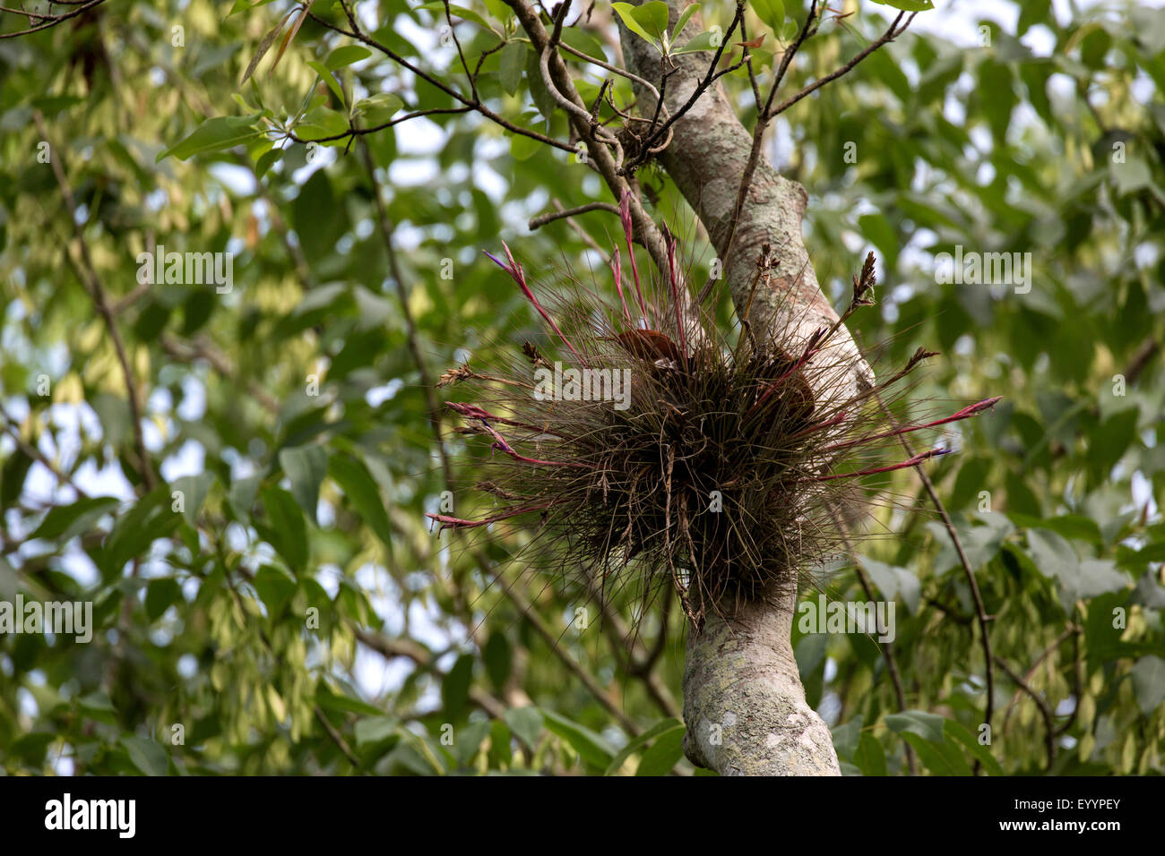 Airplant tillandsia hi-res stock photography and images - Alamy