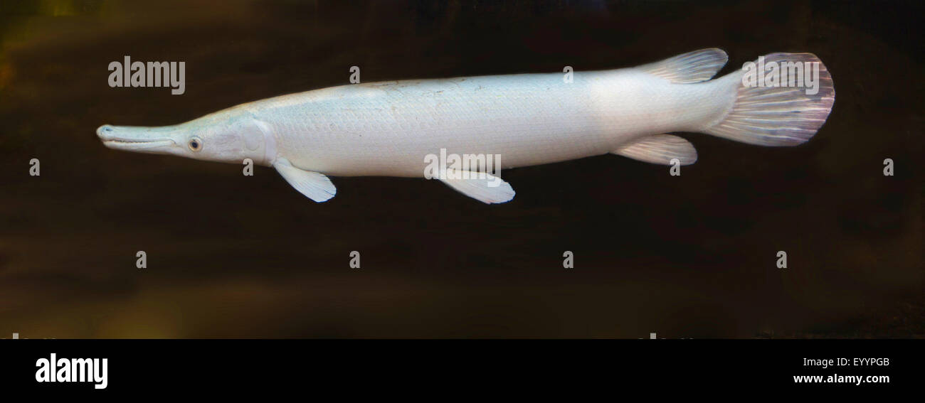 Alligator gar (Atractosteus spatula), albino, USA, Florida Stock Photo