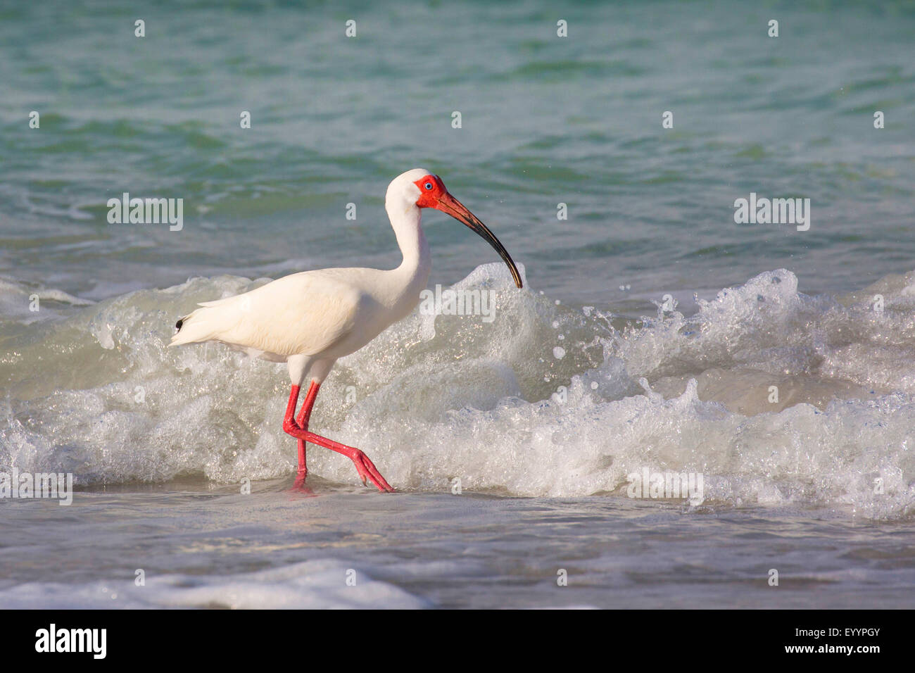 white ibis (Eudocimus albus), searching food in the drift line in front of the breaking of the waves, USA, Florida, Westkueste, Tampa Stock Photo