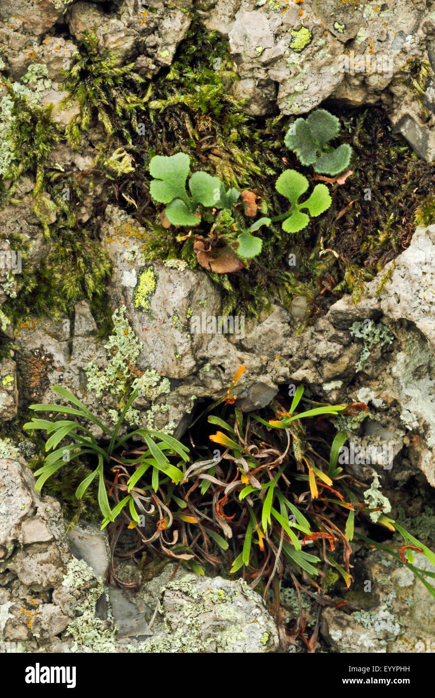 Wallrue spleenwort (Asplenium ruta-muraria), together with northern spleenwort, Asplenium septentrionale, Germany Stock Photo