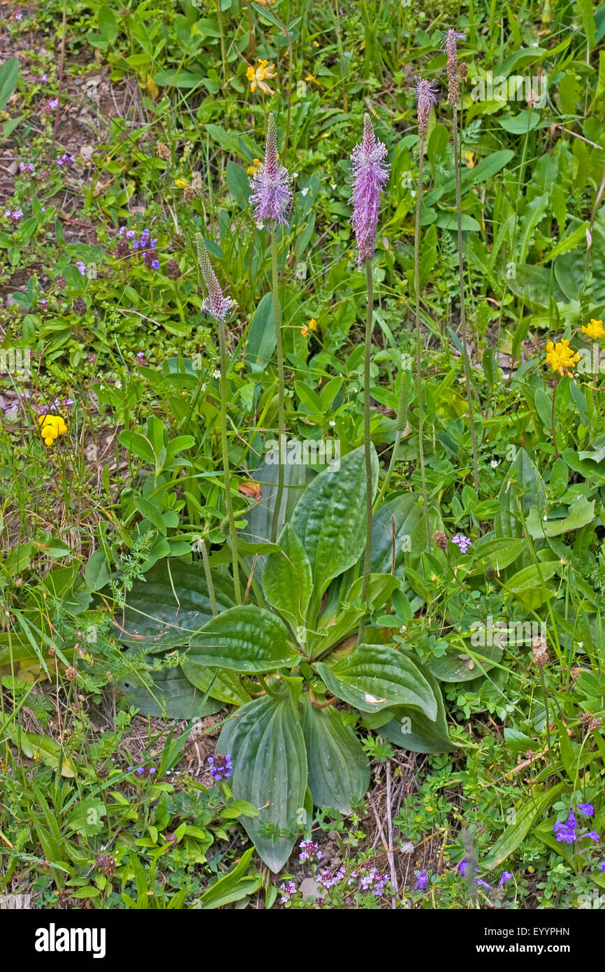 hoary plantain (Plantago media), flowering, Germany Stock Photo