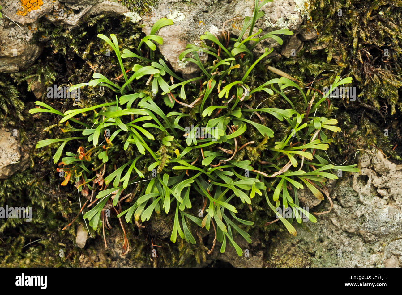 Northern spleenwort, Forked spleenwort (Asplenium septentrionale), in a rock crevice, Germany Stock Photo