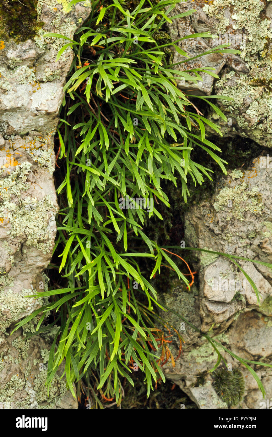 Northern spleenwort, Forked spleenwort (Asplenium septentrionale), in a rock crevice, Germany Stock Photo