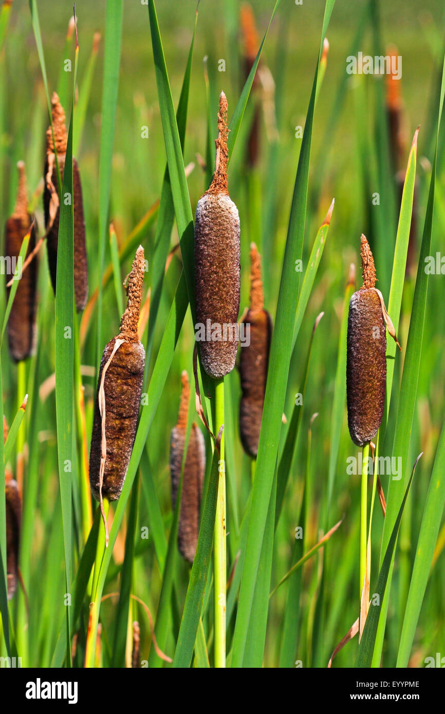 Bulrush, Cattail (Typha shuttleworthii, Typha transsilvanica, Typha persica), with infructescens, Germany Stock Photo