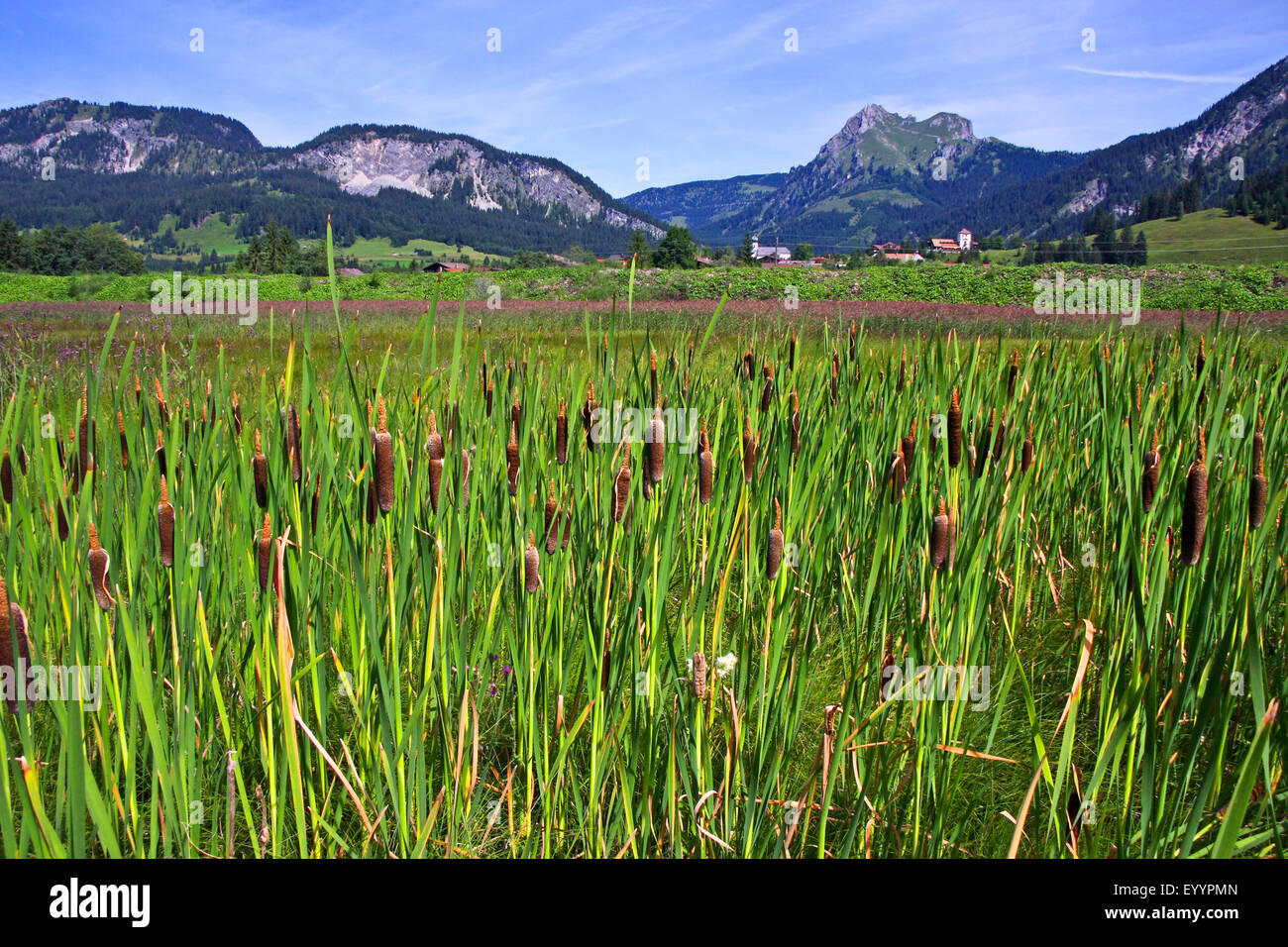 Bulrush, Cattail (Typha shuttleworthii, Typha transsilvanica, Typha persica), in a meadow, Germany Stock Photo