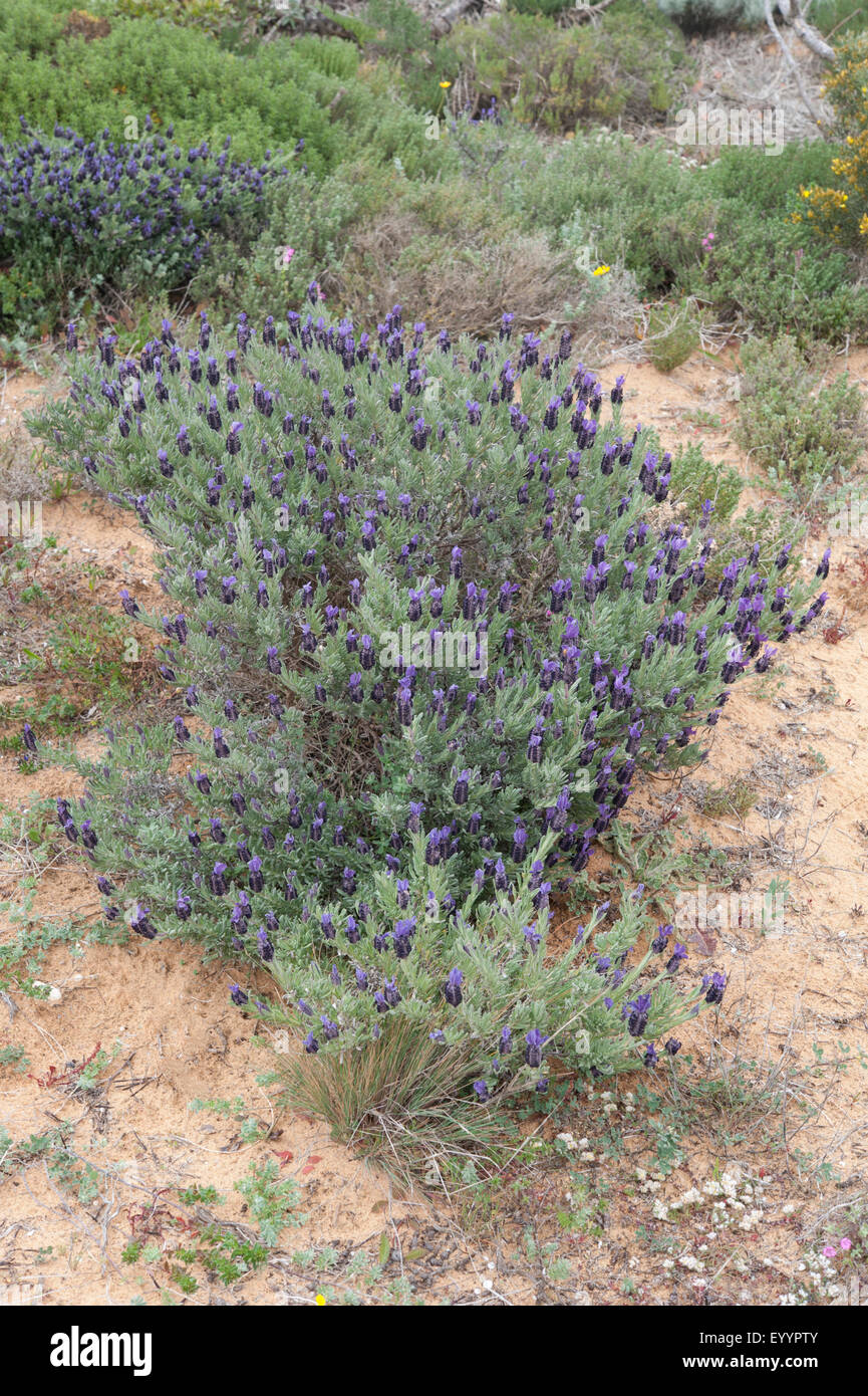 Lavendula stoechas growing in Parque Natural do Sudoeste Alentejano e Costa Vicentina, Western Portugal. April. Stock Photo