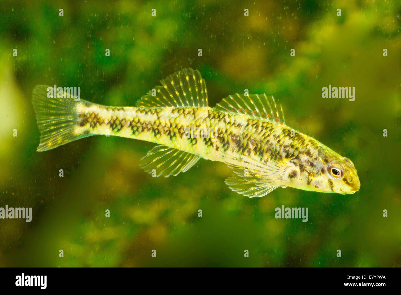 Banded Darter (Etheostoma zonale), swimming Stock Photo