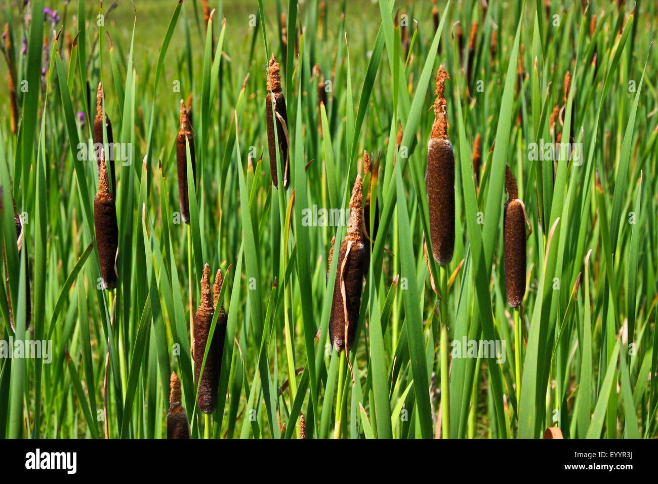 Bulrush, Cattail (Typha shuttleworthii, Typha transsilvanica, Typha persica), with infructescens, Germany Stock Photo