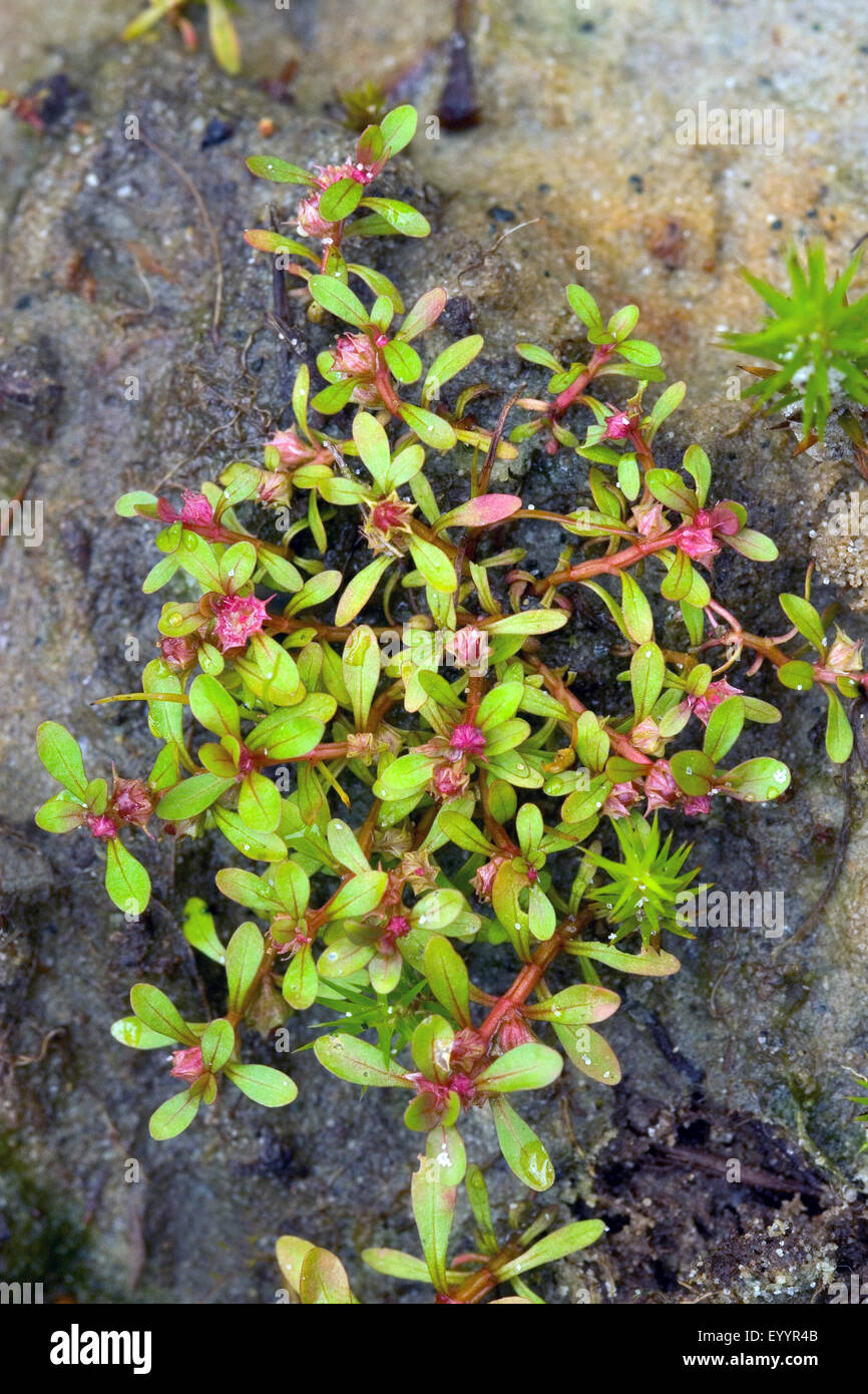Spatulaleaf loosestrife, Water purslane (Lythrum portula, Peplis portula), blooming, Germany Stock Photo