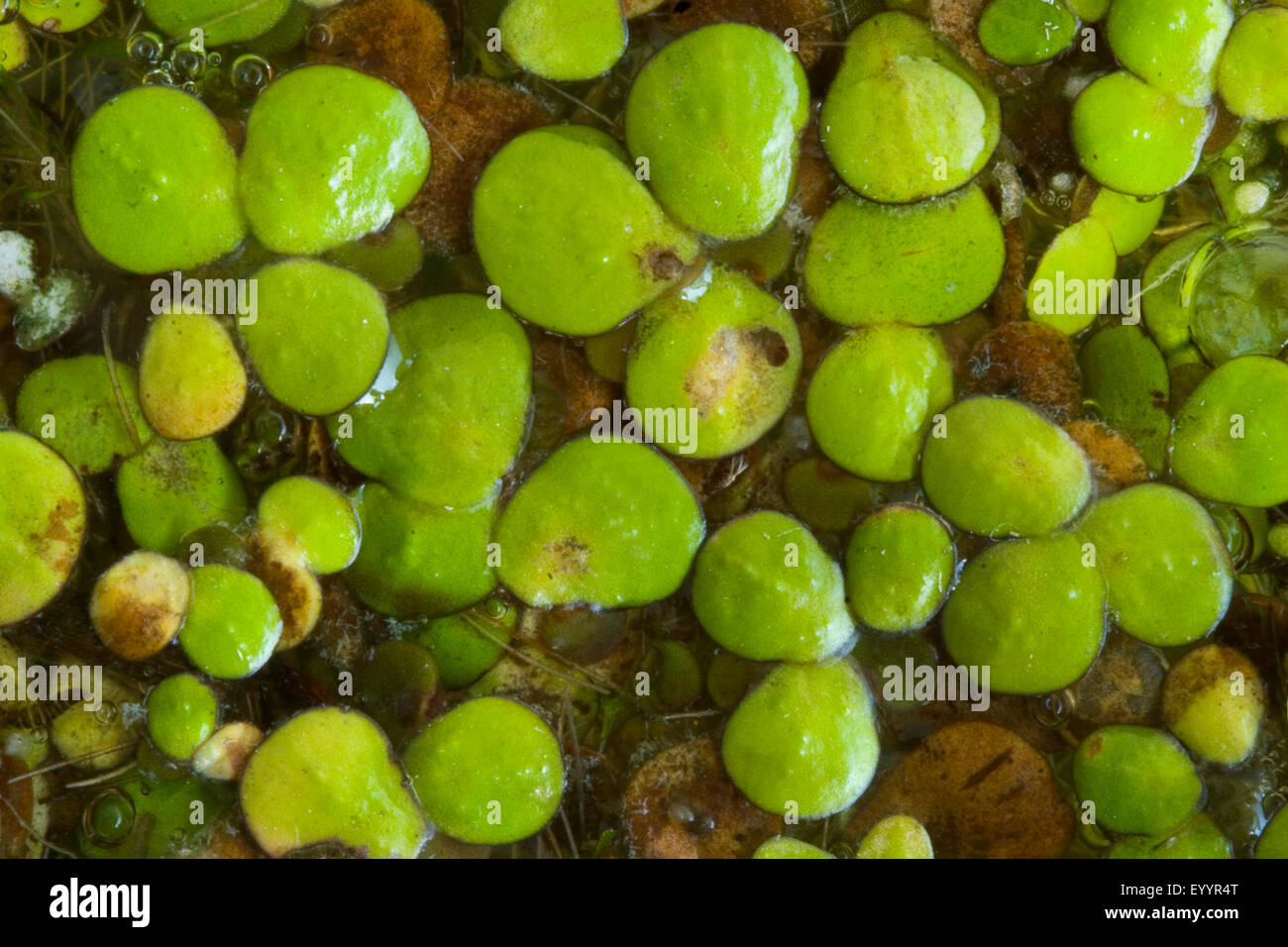 giant duckweed, greater duckweed, common water-flaxseed (Spirodela polyrhiza), Germany Stock Photo