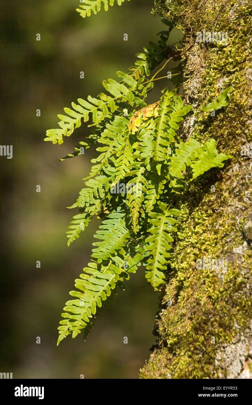 common polypody (Polypodium vulgare), at a mossy tree trunk, Germany Stock Photo
