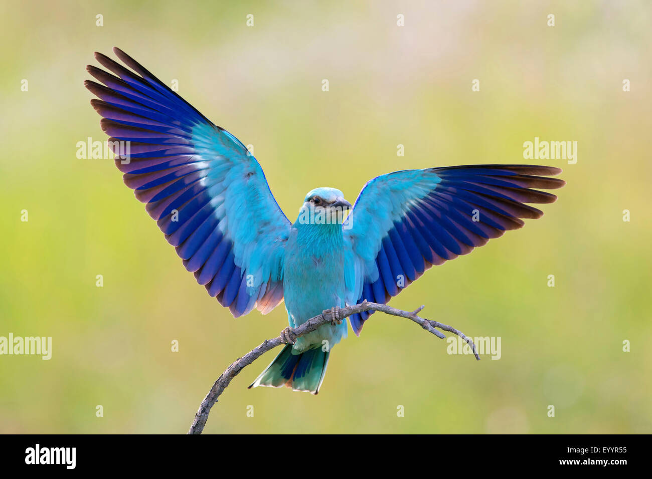 European roller (Coracias garrulus), male sits on a branch flapping wings, Switzerland, Valais Stock Photo