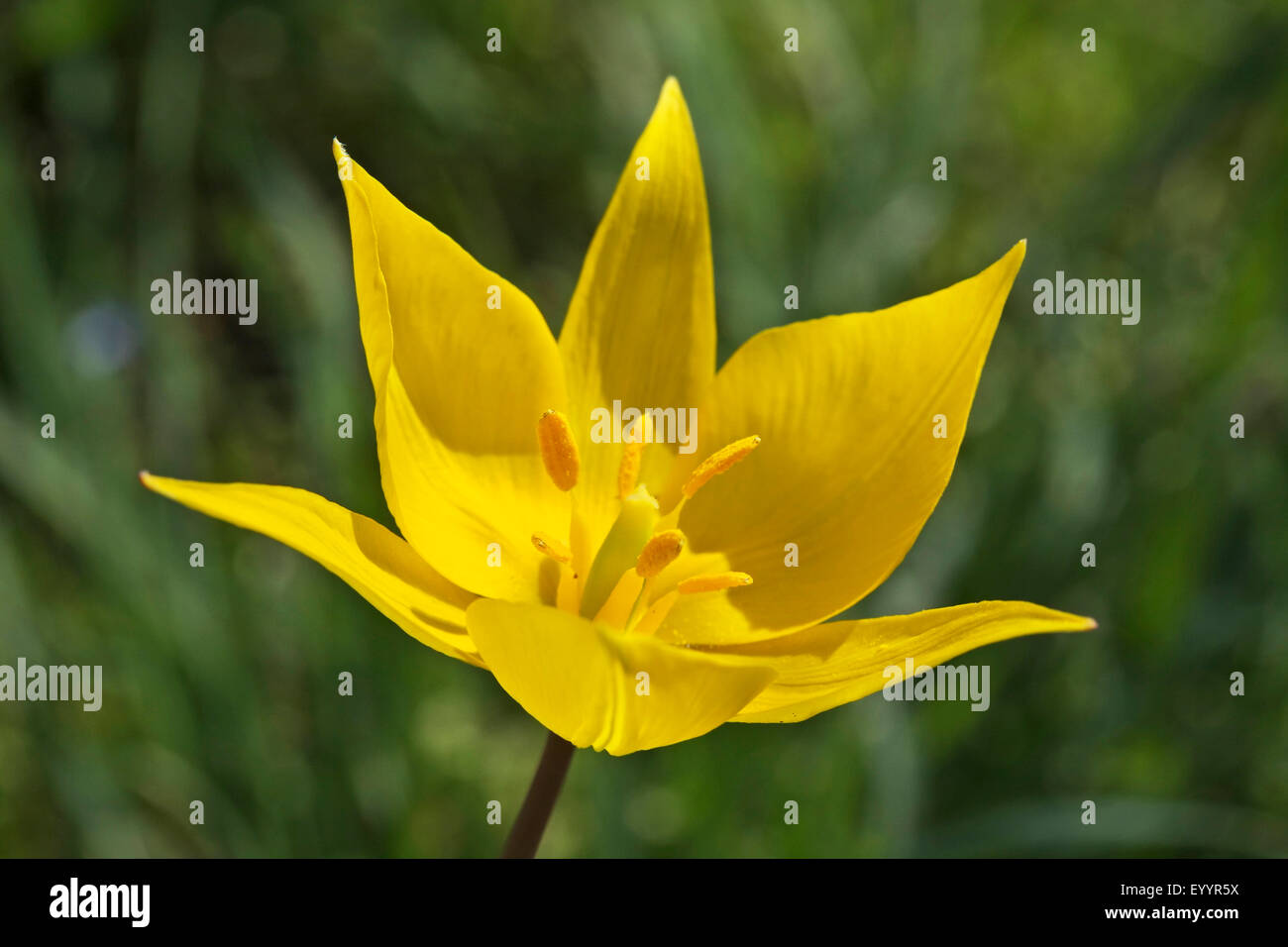 Endangered wild flower hi-res stock photography and images - Alamy