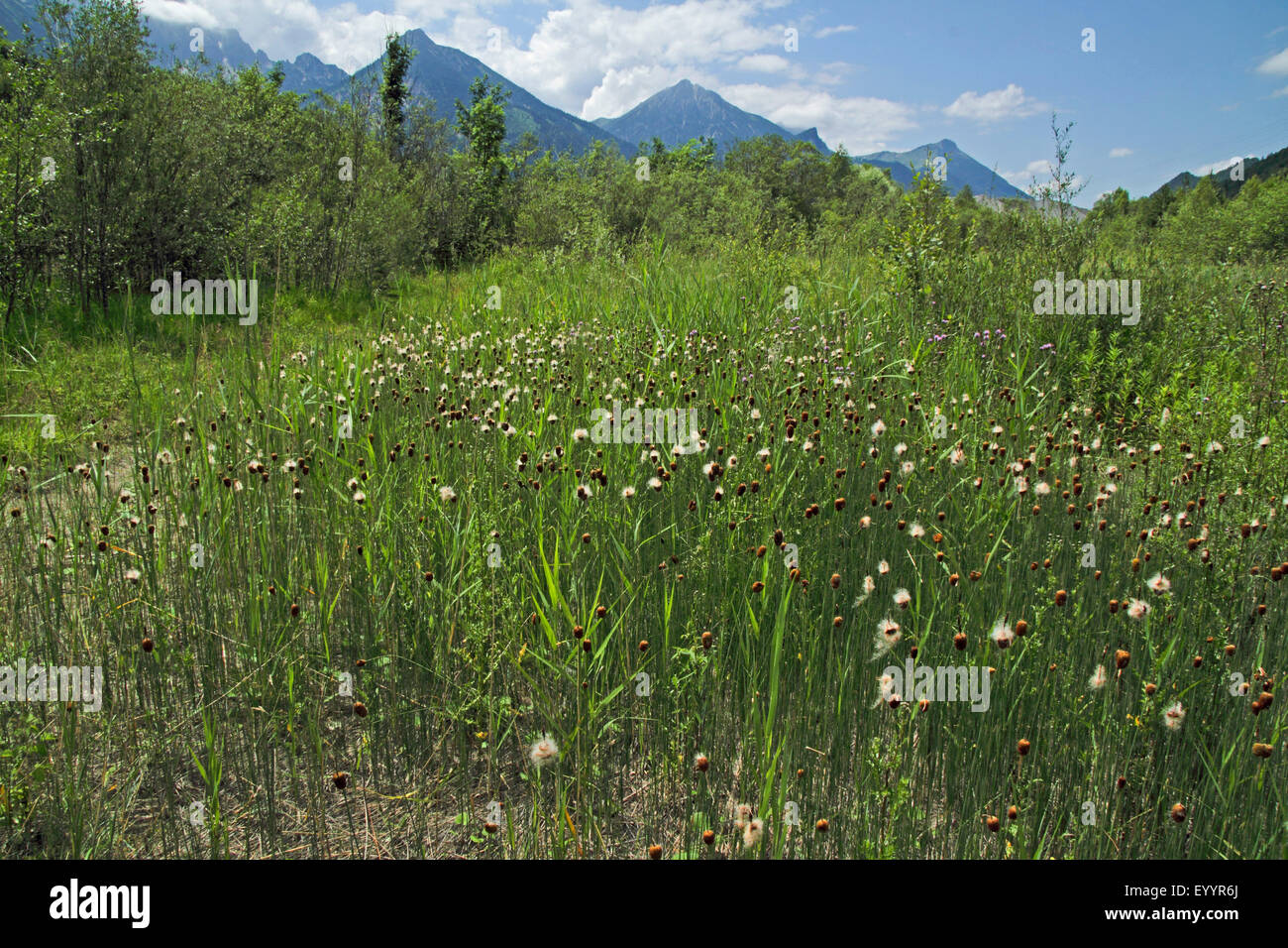 Dwarf Bulrush, Miniature Cattail, Least Bulrush (Typha minima), flowering population, Germany Stock Photo