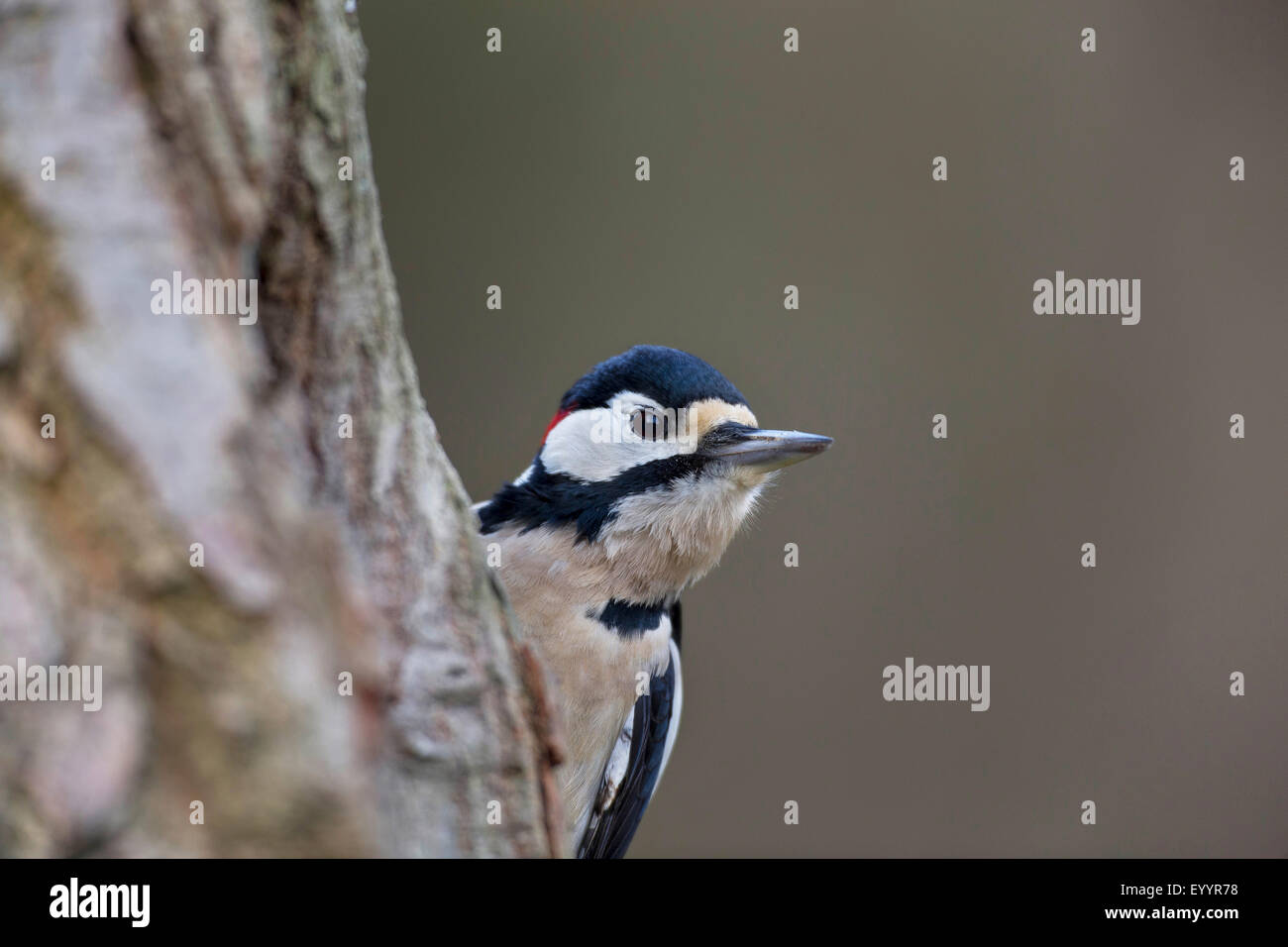 Great spotted woodpecker (Picoides major, Dendrocopos major), male searching food at a tree trunk, Germany Stock Photo
