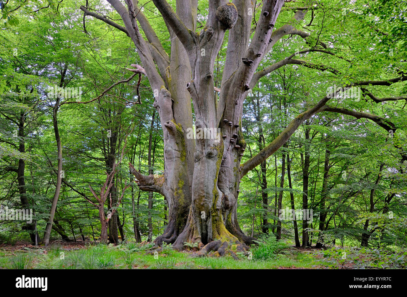 common beech (Fagus sylvatica), old beech in ancient forest Sababurg, Germany, Hesse, Reinhardswald Stock Photo