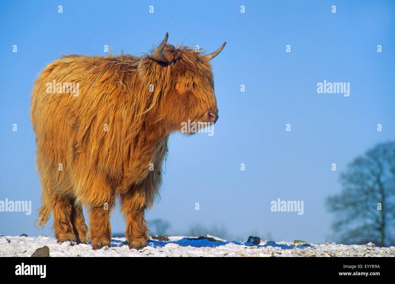 Scottish Highland Cattle (Bos primigenius f. taurus), in winter at snow, Germany Stock Photo