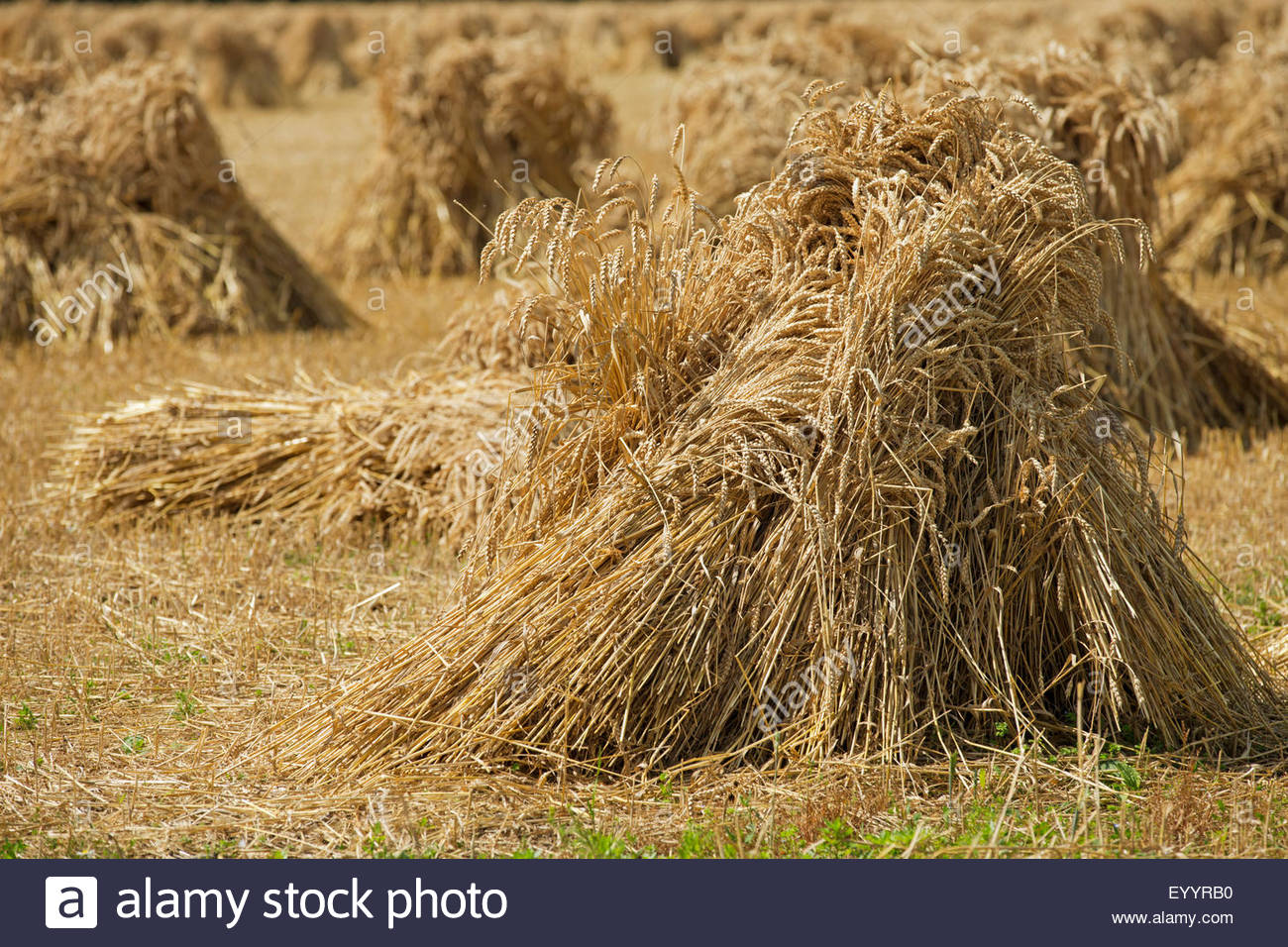 Dry Wheat Bundles Stock Photos & Dry Wheat Bundles Stock Images - Alamy