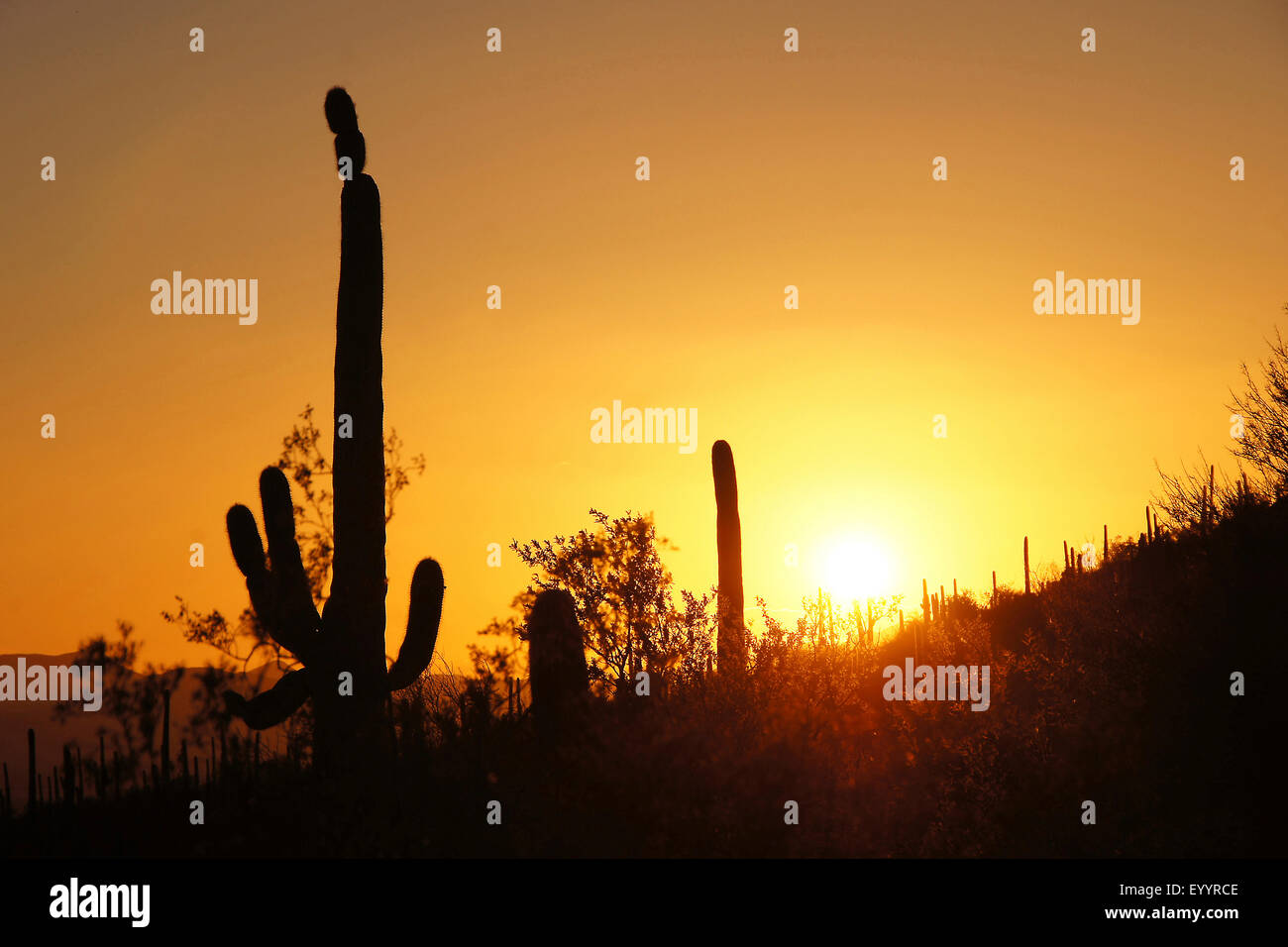 saguaro cactus (Carnegiea gigantea, Cereus giganteus), at sunset, USA