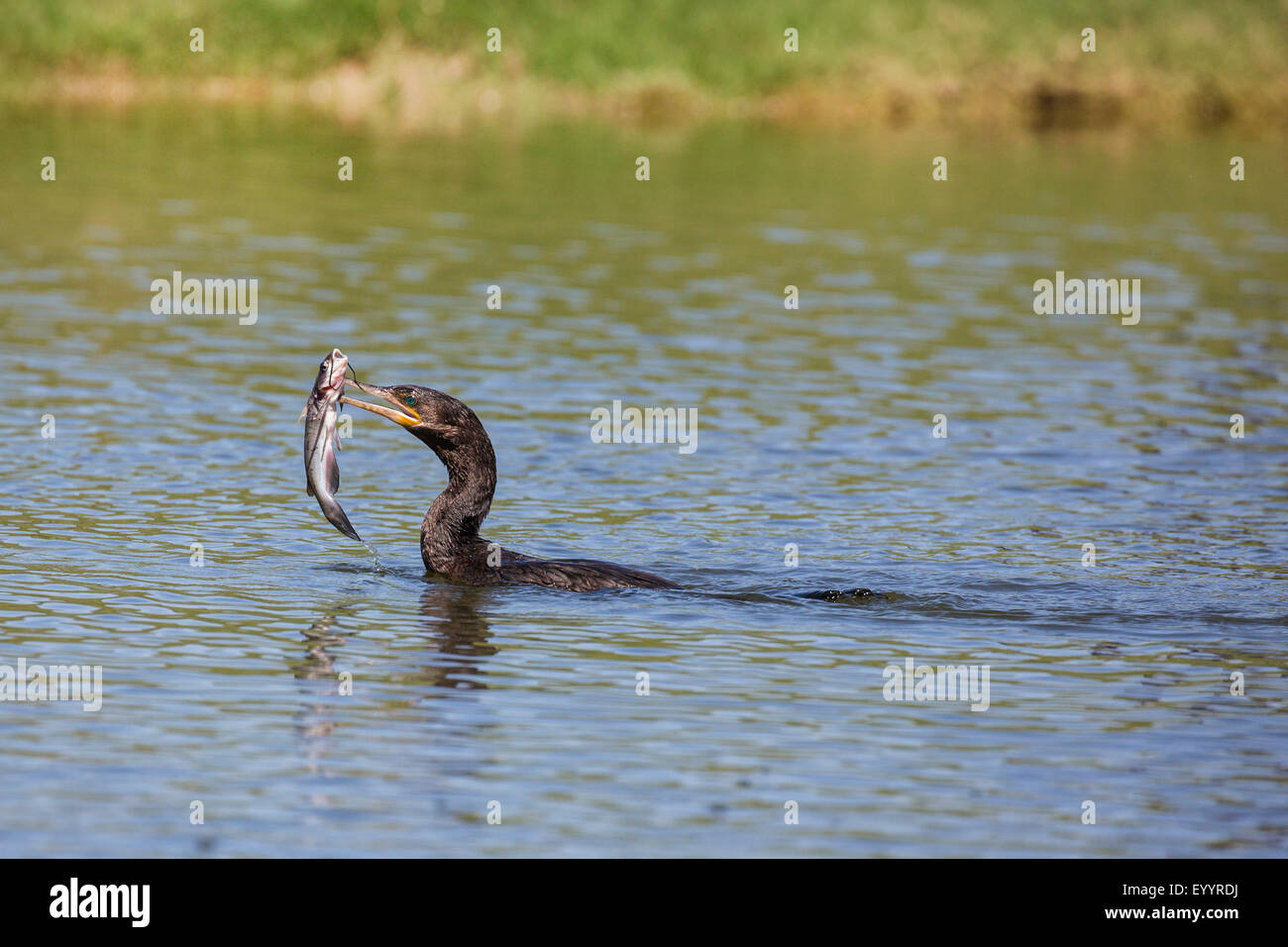 Cormorant swimming hi-res stock photography and images - Alamy, image size:1300x956