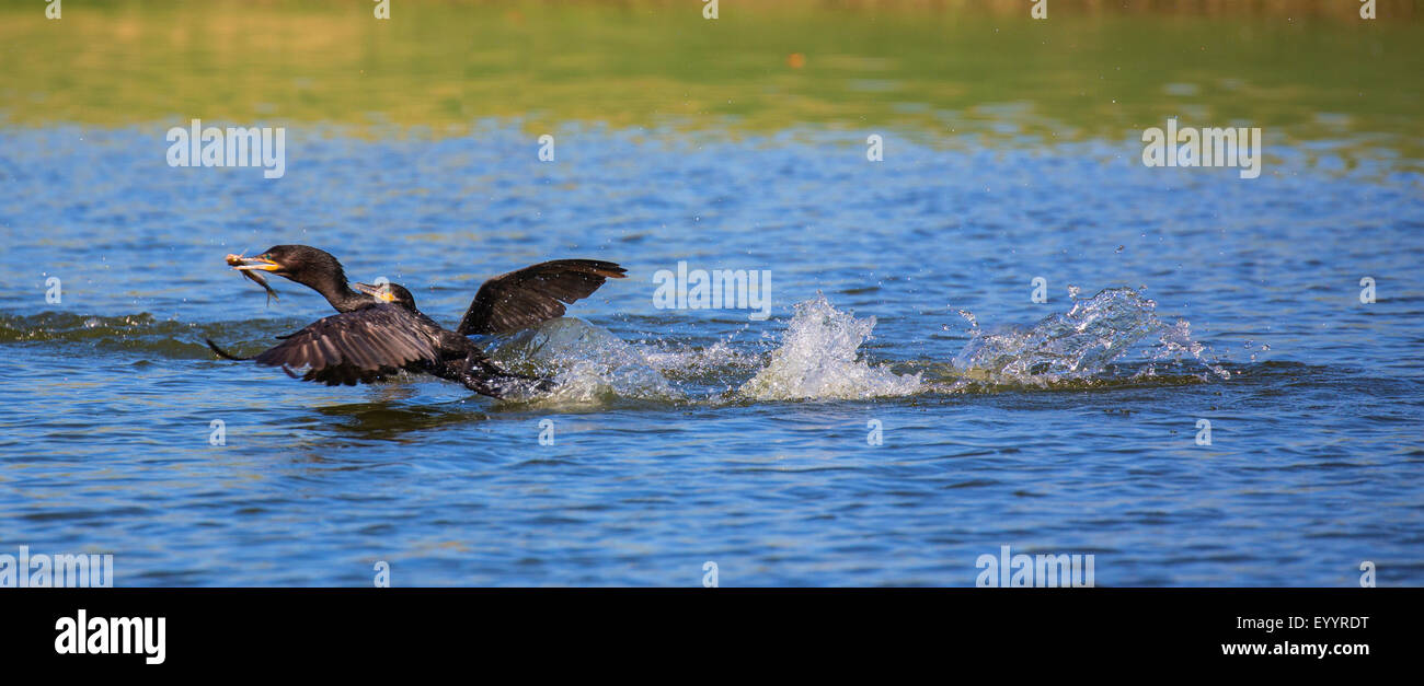 olivaceous cormorant (Phalacrocorax olivaceus), swimming with a catched catfish, being hunted from a member of the same species, USA, Arizona, Phoenix Stock Photo