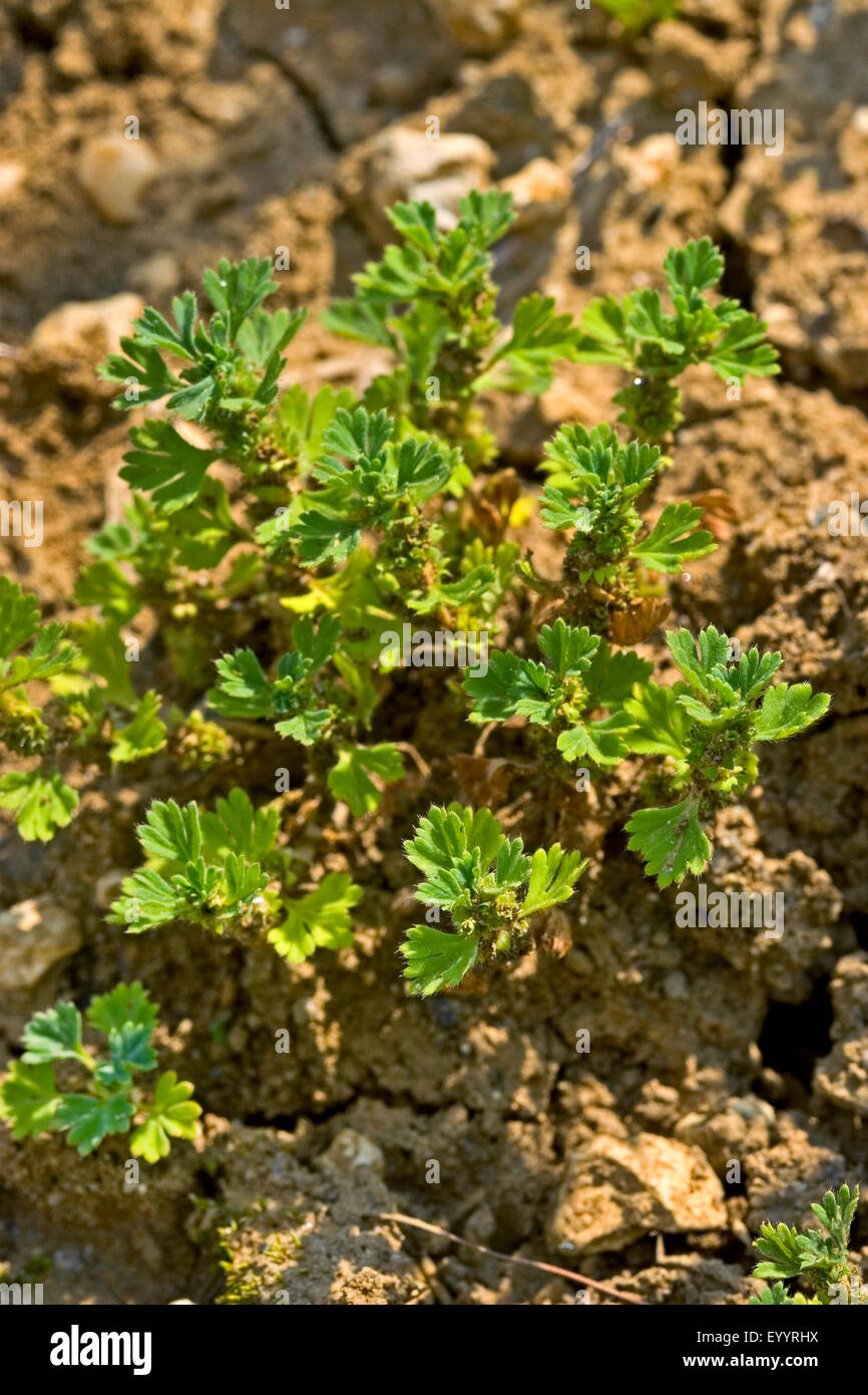 parsley piert (Aphanes arvensis), Germany Stock Photo