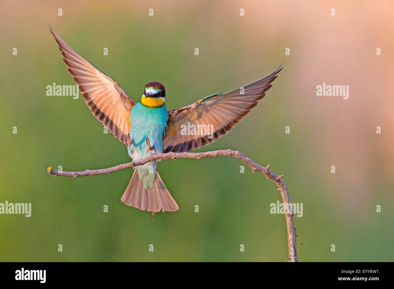 Flying Bird Landing Images