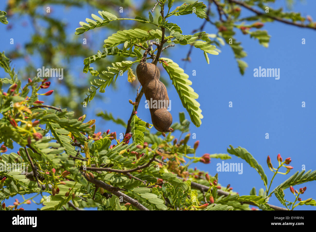 Tamarind Tamarindus Indica Sweet Tamarind On A Tree Thailand Stock Photo Alamy Tamarind Tamarindus Indica Sweet Tamarind On A Tree Thailand Stock Photo Alamy