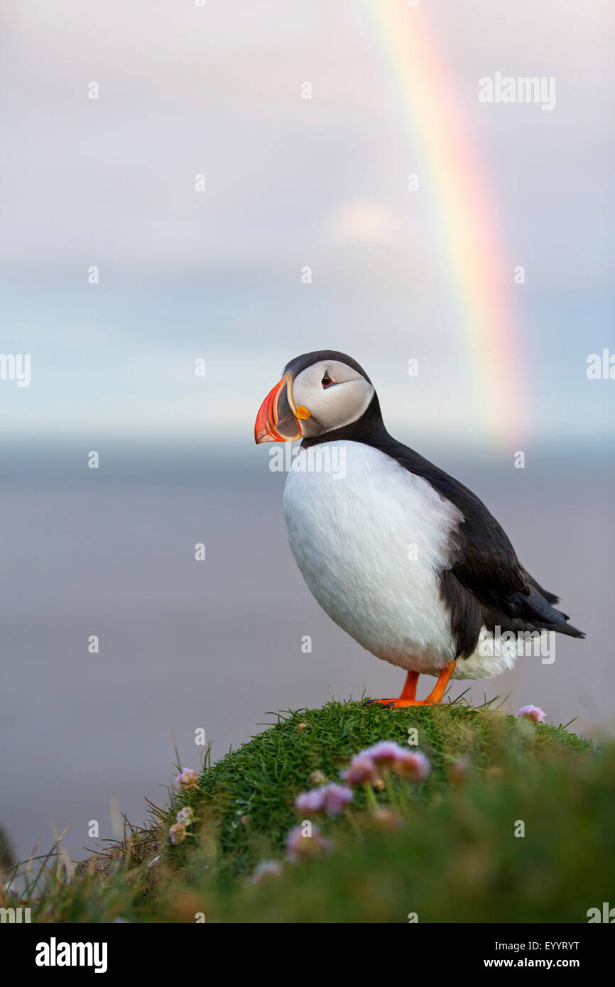 Atlantic puffin, Common puffin (Fratercula arctica), Common puffin standing on a hill, in the background a rainbow, Iceland, Vestfirdir, Hvallaetur Stock Photo