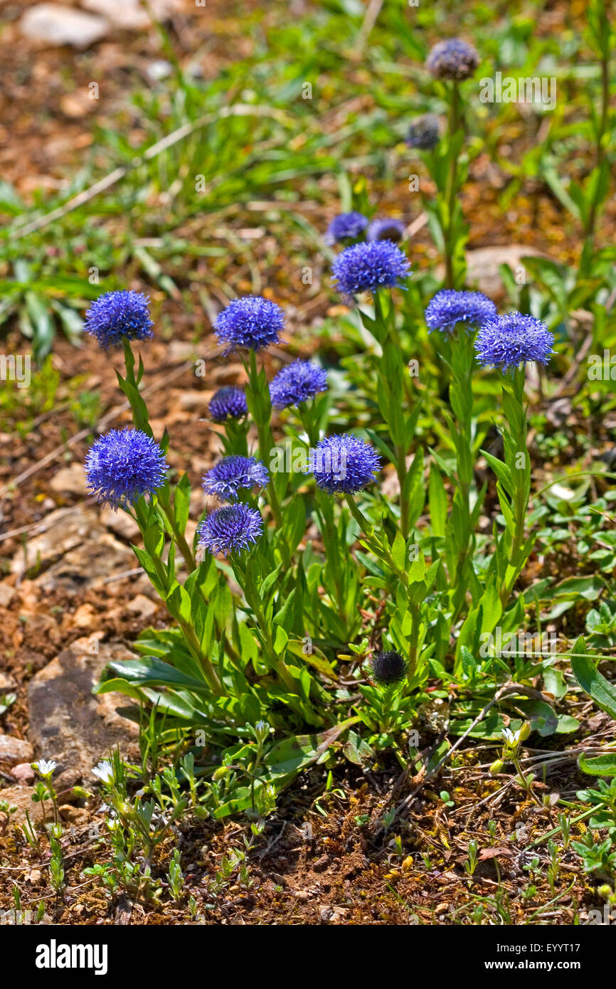 Ball Flower, Common Globularia, Common Globe Flower, Globe Daisy
