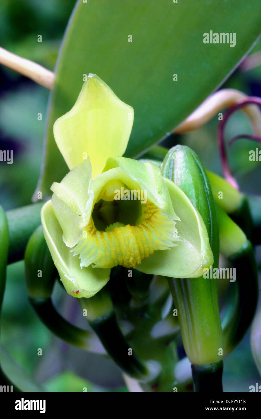 vanilla (Vanilla planifolia), flower Stock Photo - Alamy