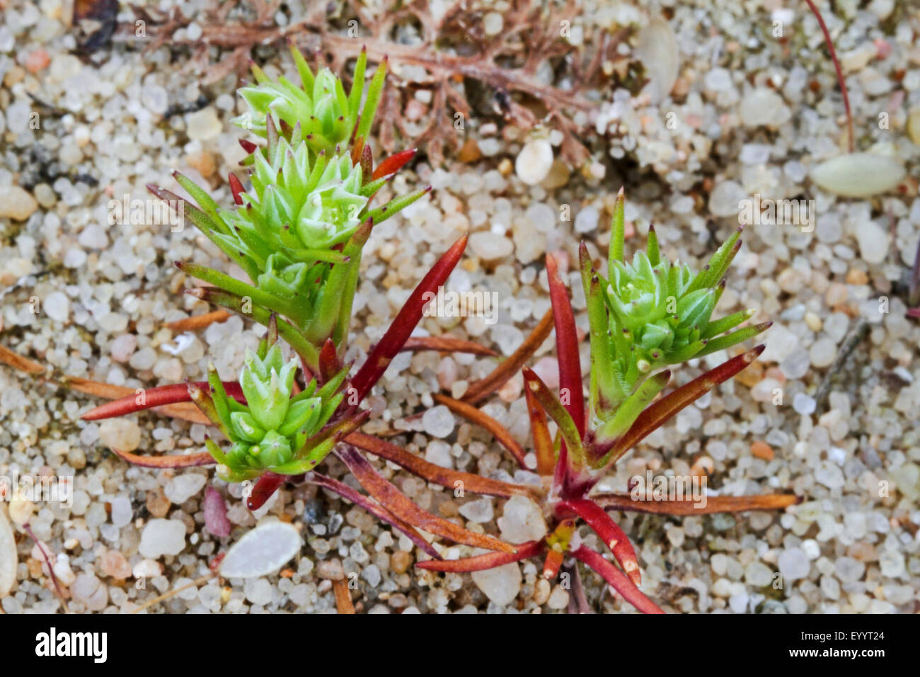 annual knawel (Scleranthus annuus), blooming, Germany Stock Photo