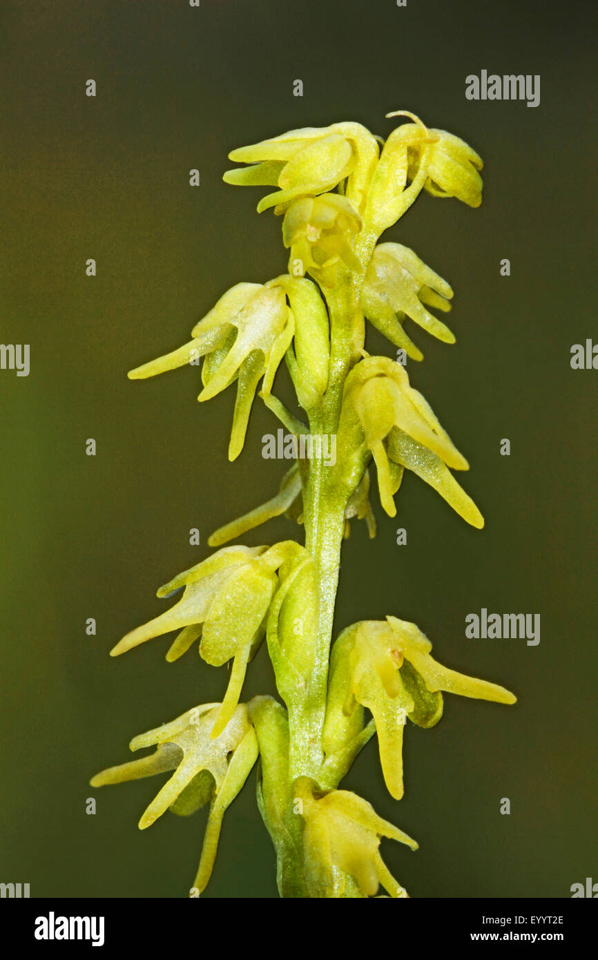 Musk orchid (Herminium monorchis), inflorescence, Germany Stock Photo