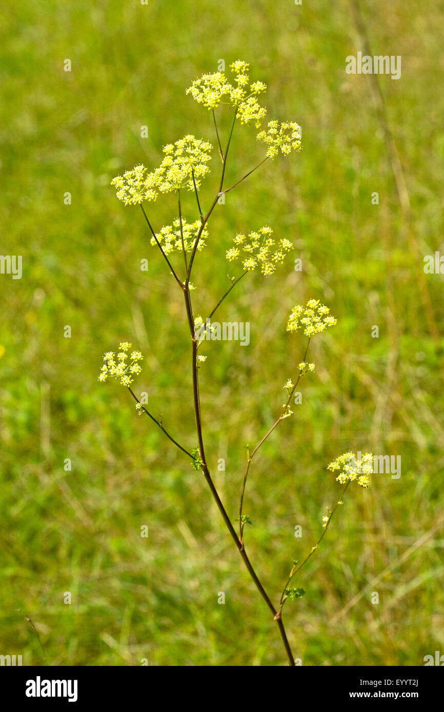 Peucedanum (Peucedanum alsaticum, Selinum alsaticum), blooming, Germany Stock Photo