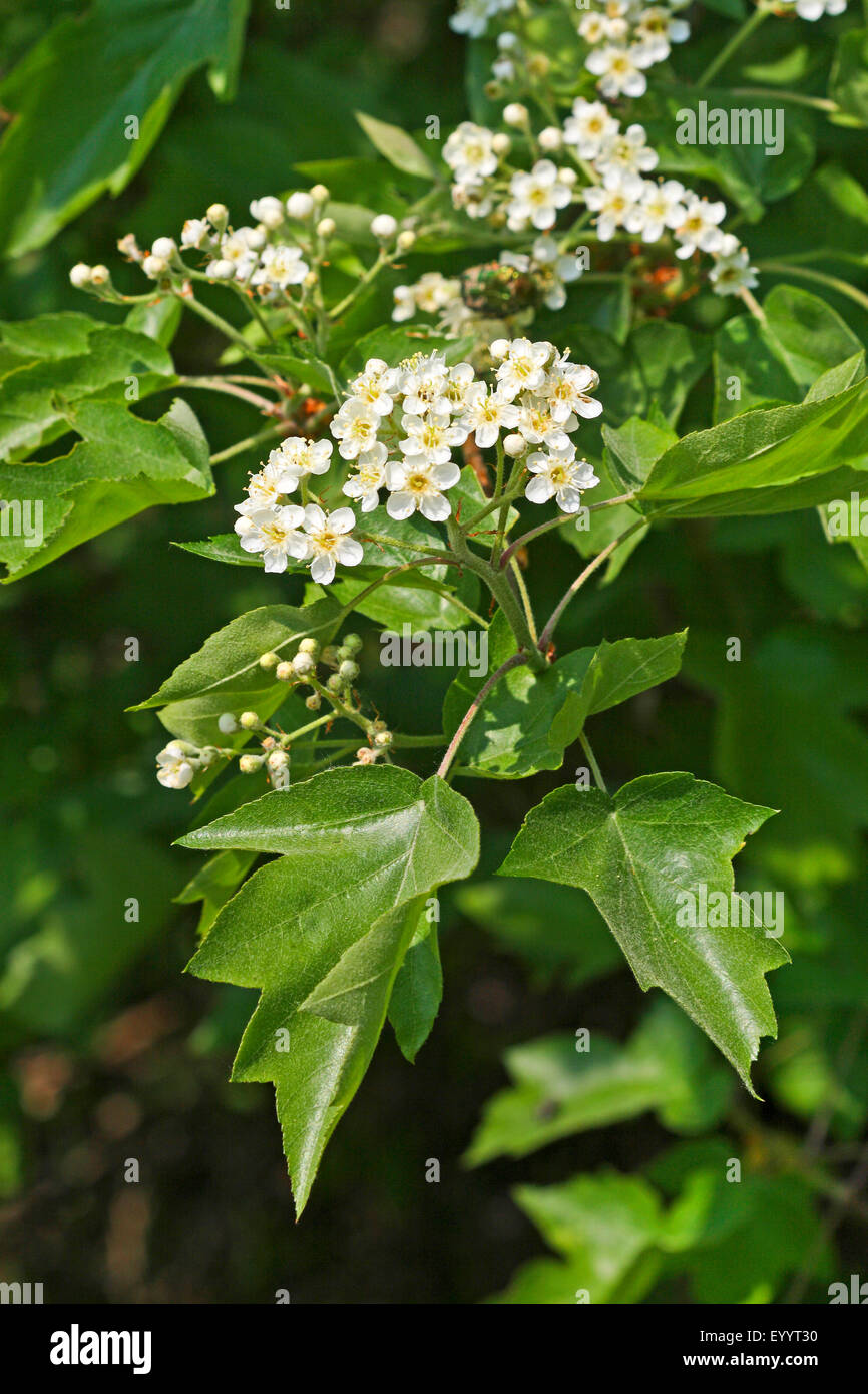 wild service tree (Sorbus torminalis), flowering, Germany Stock Photo