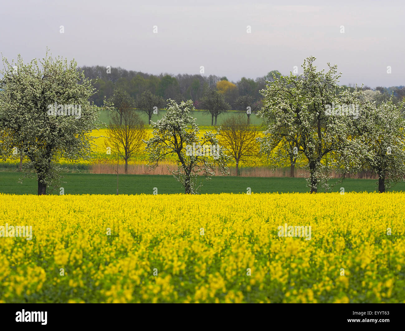 rape, turnip (Brassica napus), blooming rape field, Germany, Brandenburg, Niederelausitz Stock Photo