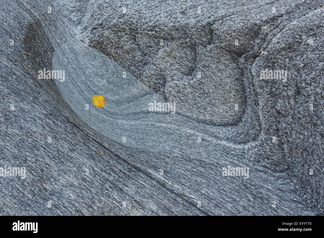 autumn leaf in water in rock cavity, gneiss, Switzerland, Ticino, Verzascatal Stock Photo