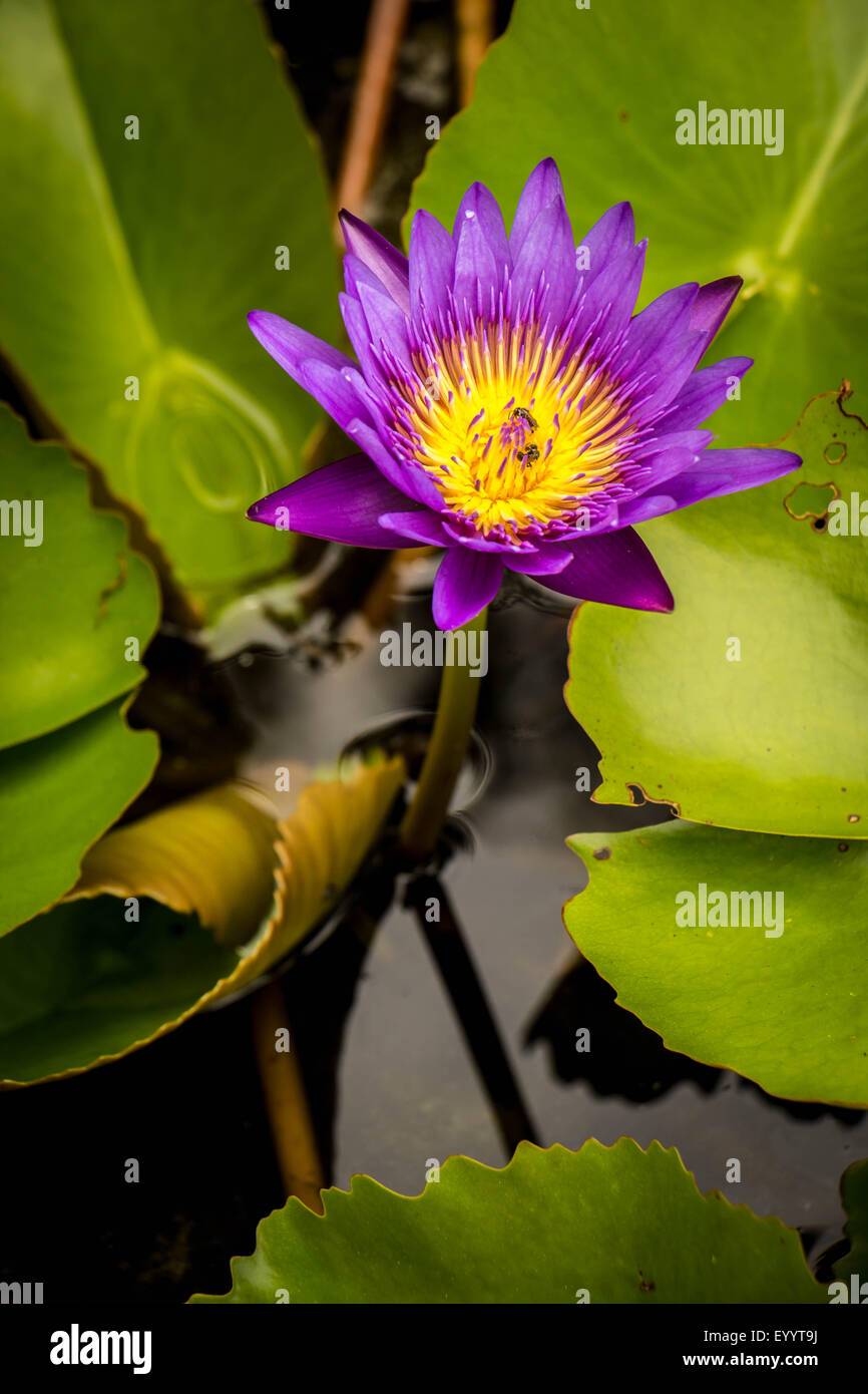 Lily bloom blossom hi-res stock photography and images - Page 6 - Alamy