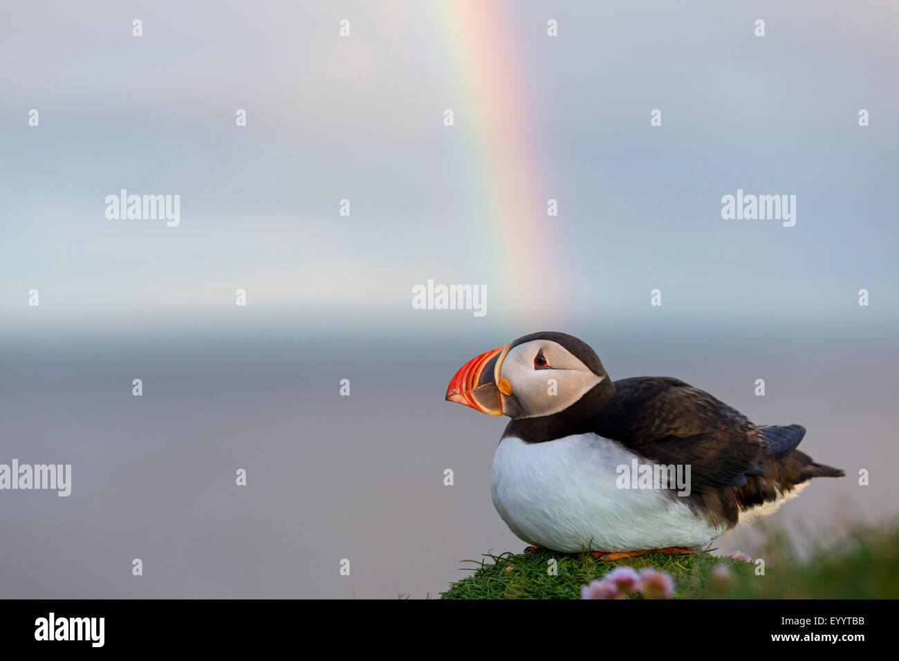 Atlantic puffin, Common puffin (Fratercula arctica), Common puffin lying on a hill, in the background a rainbow, Iceland, Vestfirdir, Hvallaetur Stock Photo