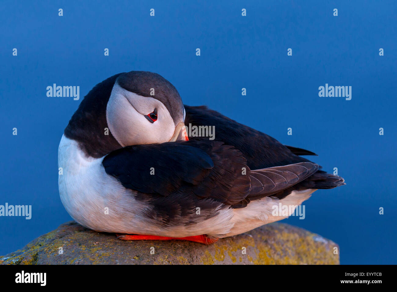 Atlantic puffin, Common puffin (Fratercula arctica), lying on a stone and sticking the head into the plumage, Iceland, Vestfirdir, Hvallaetur Stock Photo