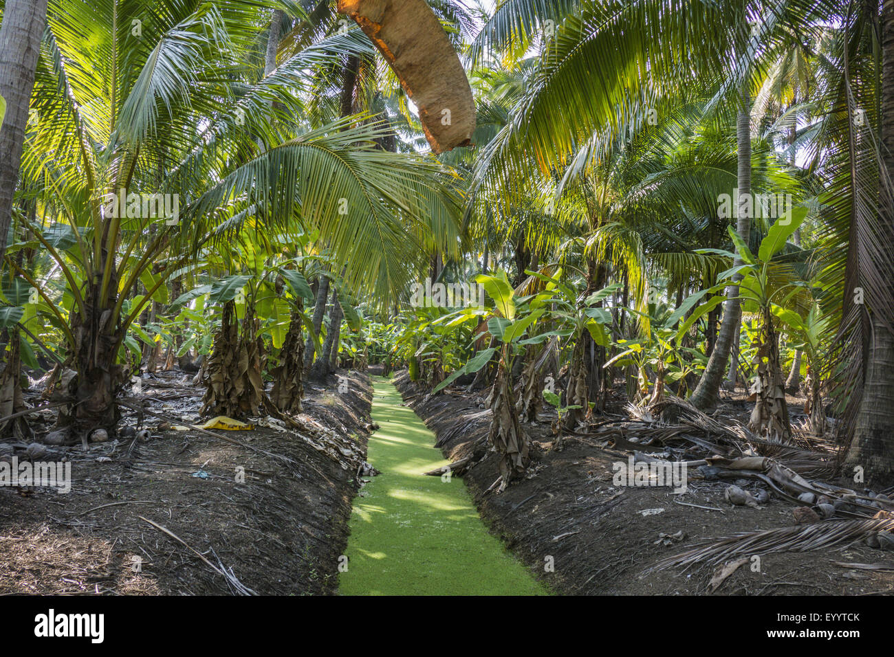 Coconut Plantation Thailand High Resolution Stock Photography and
