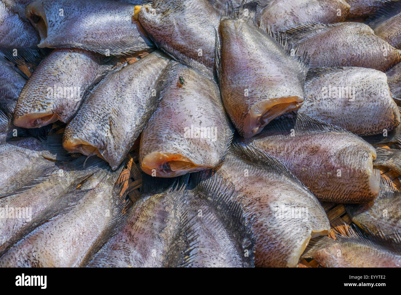 fresh fish at the Talad Rom Hoob Market near Bangkok, Thailand Stock Photo
