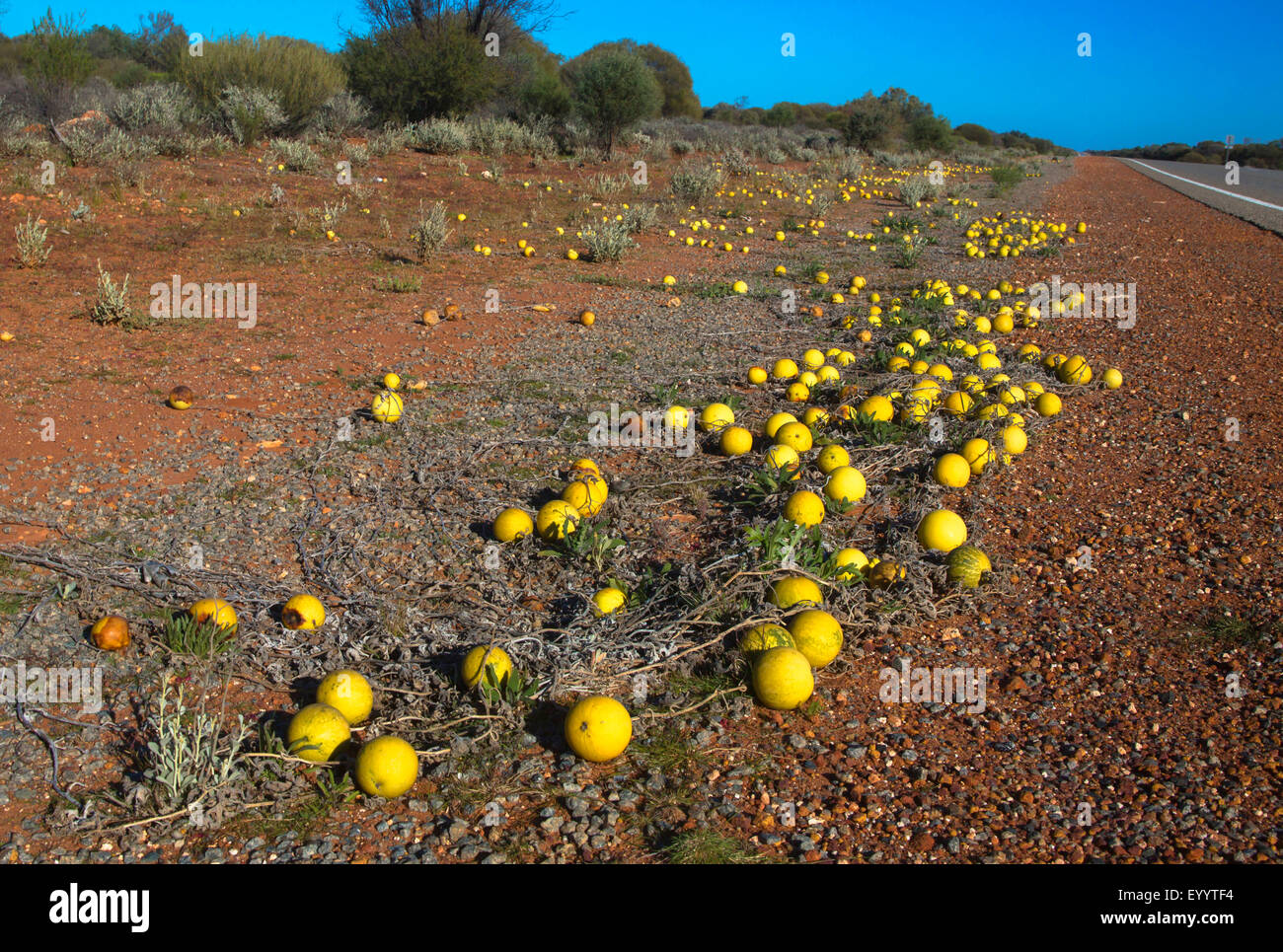 bitter apple, colocynth (Citrullus colocynthis), many fruits at a roadside, Australia, Western Australia, Mount Magnet Sandstone Road Stock Photo