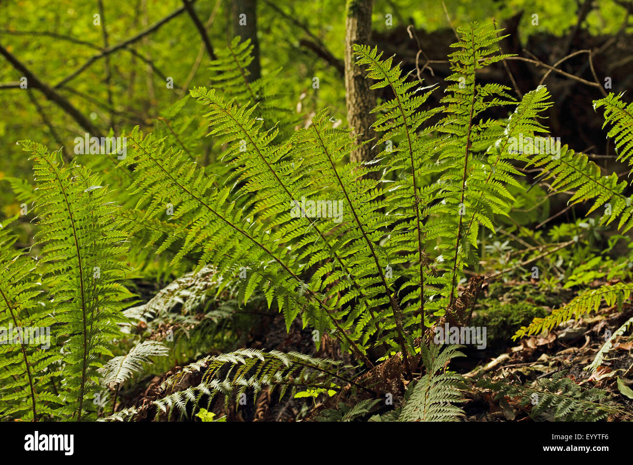 hard shield fern (Polystichum aculeatum), Germany Stock Photo