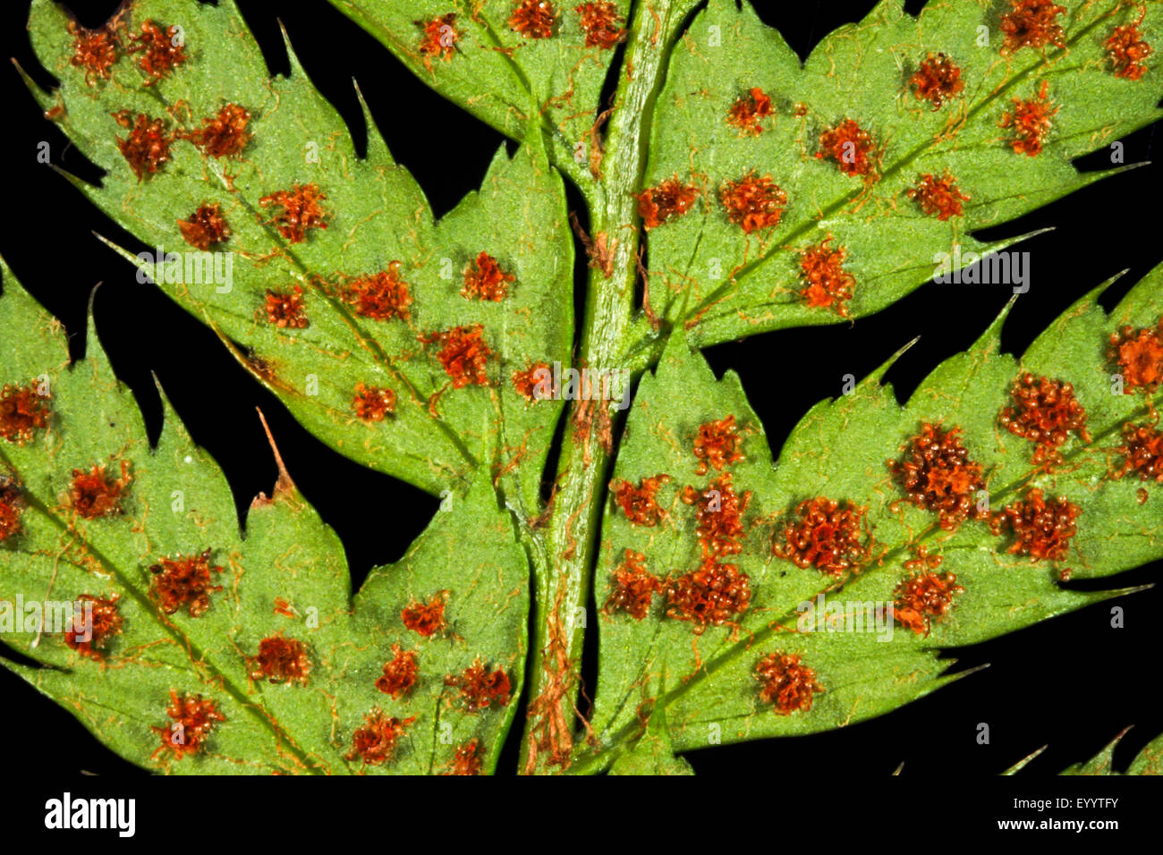 hard shield fern (Polystichum aculeatum), sori, Germany Stock Photo