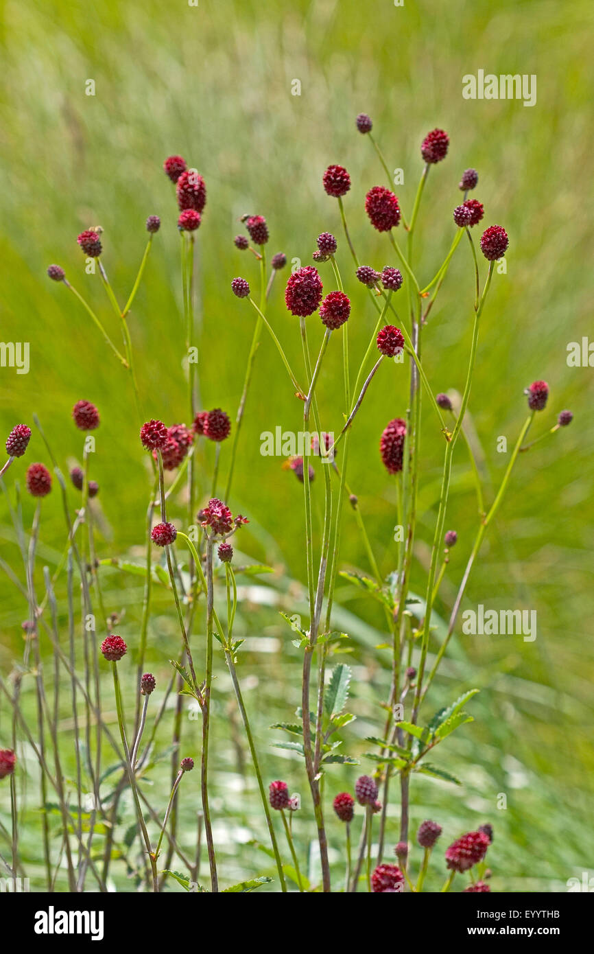 Great burnet (Sanguisorba officinalis, Sanguisorba major), blooming, Germany Stock Photo