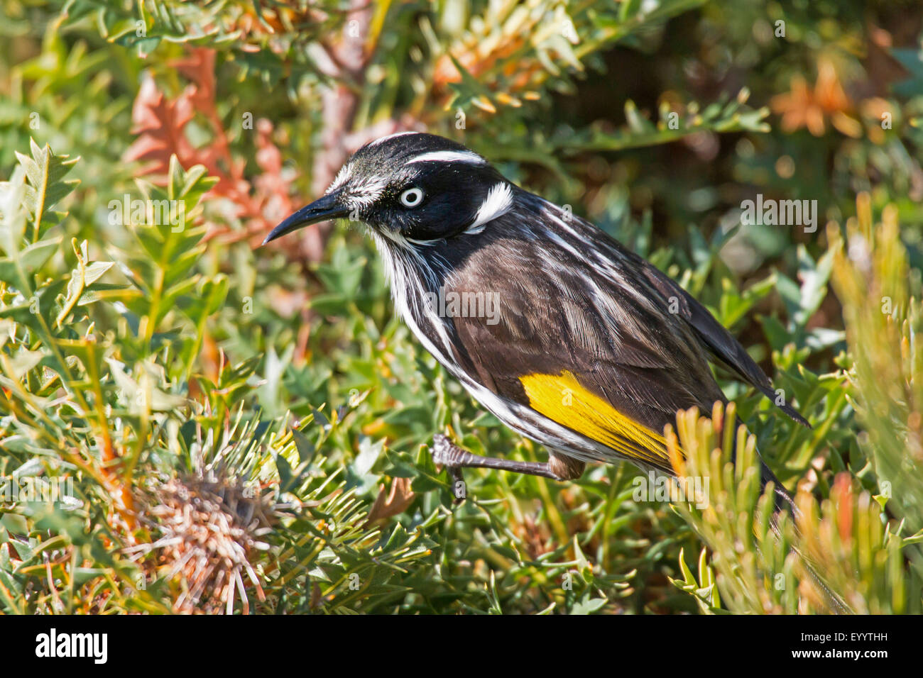 yellow-winged honeyeater (Phylidonyris novaehollandiae), on a Banksia , Australia, Western Australia, Cape le Grand National Park Stock Photo