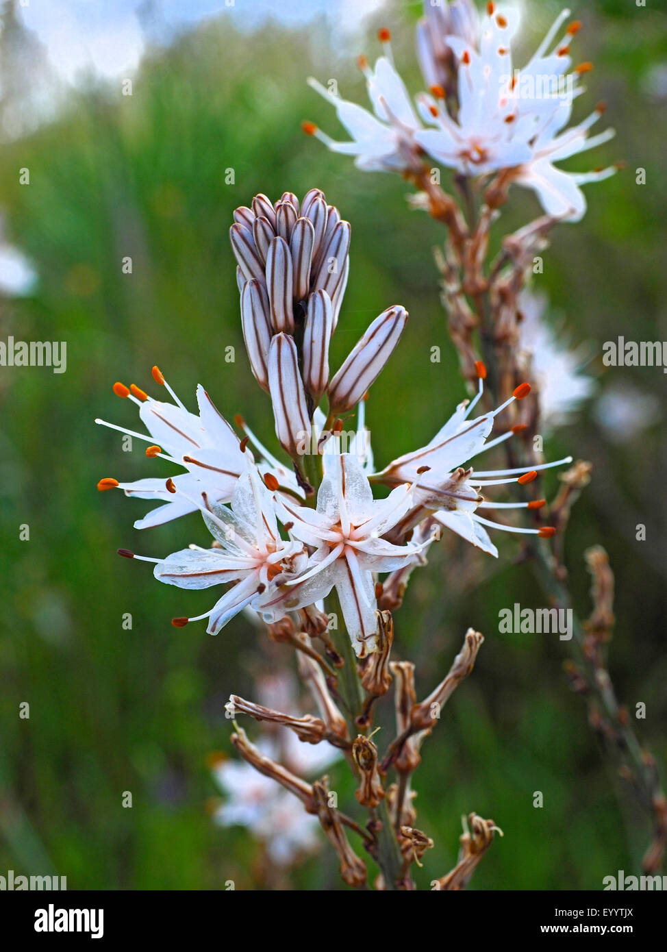 Summer asphodel, Common asphodel, Tall asphodel (Asphodelus aestivus, Asphodelus microcarpus), inflorescence, Italy, Sardegna Stock Photo