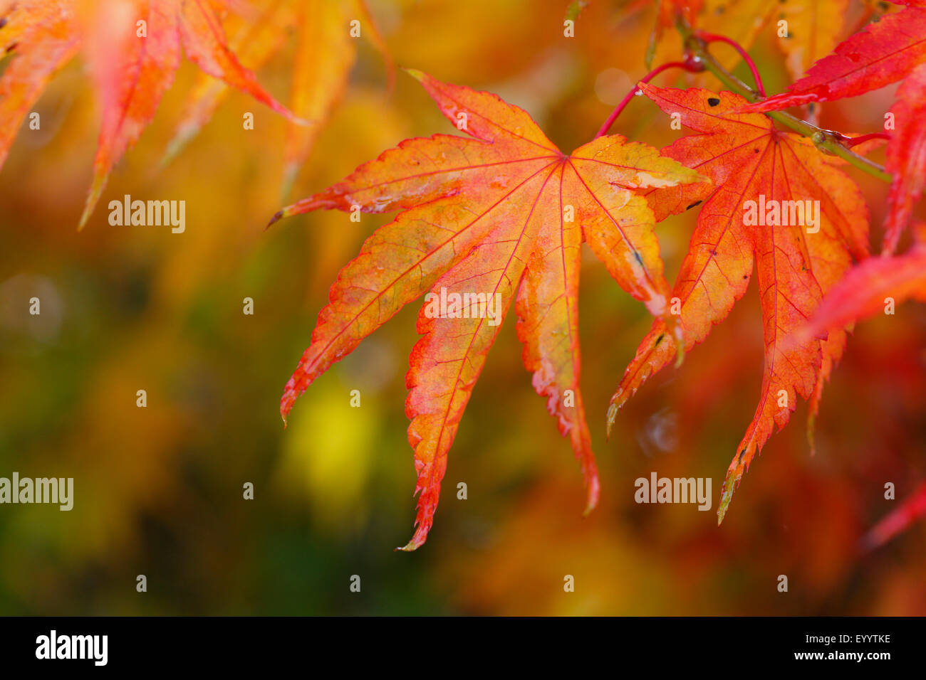 Japanese maple (Acer palmatum), autumn leaves Stock Photo