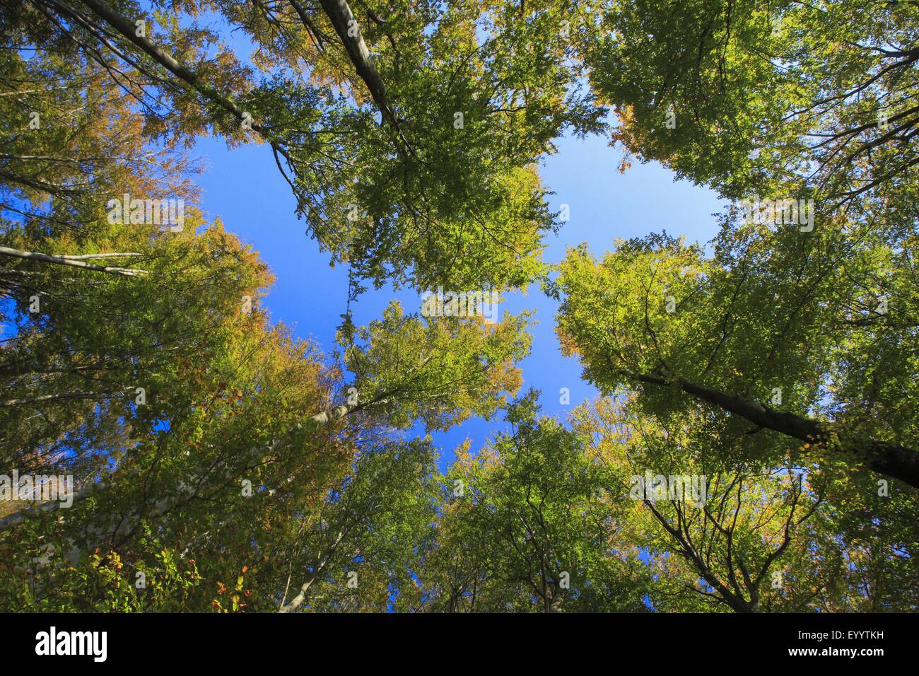 common beech (Fagus sylvatica), view from below in the crowns of a beech wood in autumn, Switzerland Stock Photo